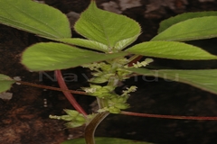 Acalypha ciliata